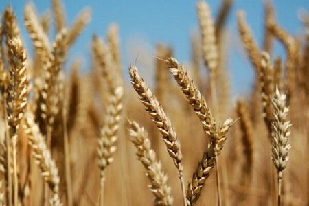 ۵۵ درصد تولید گندم استان سمنان مرتبط به میامی است