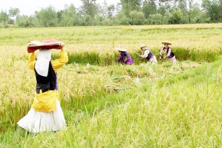 خشکه‌کاری برنج راهکاری برای فرار از خشکسالی شالیزار