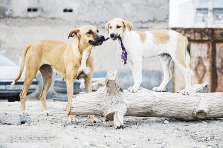 افشای پشت پرده حمایت از سگ‌های ولگرد در شبکه‌های اجتماعی